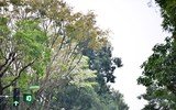Hà Nội đẹp lạ lùng trong màu trắng hoa sưa
